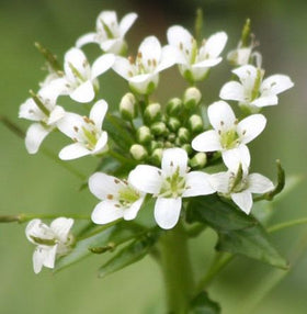 Buy Wasabi Plants Online | Fresh Japanese wasabi plants for sale