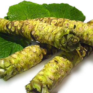 Fresh Real Wasabi Rhizomes - Wasabi Root | Japanese – Real Wasabi, USA