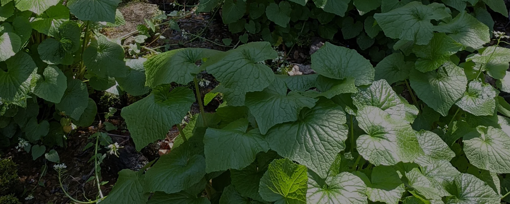 Fascinating Wasabi Plant For Sale Photos