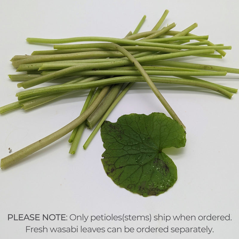 Authentic Wasabia Japonica Plants | Real Wasabi | Daruma