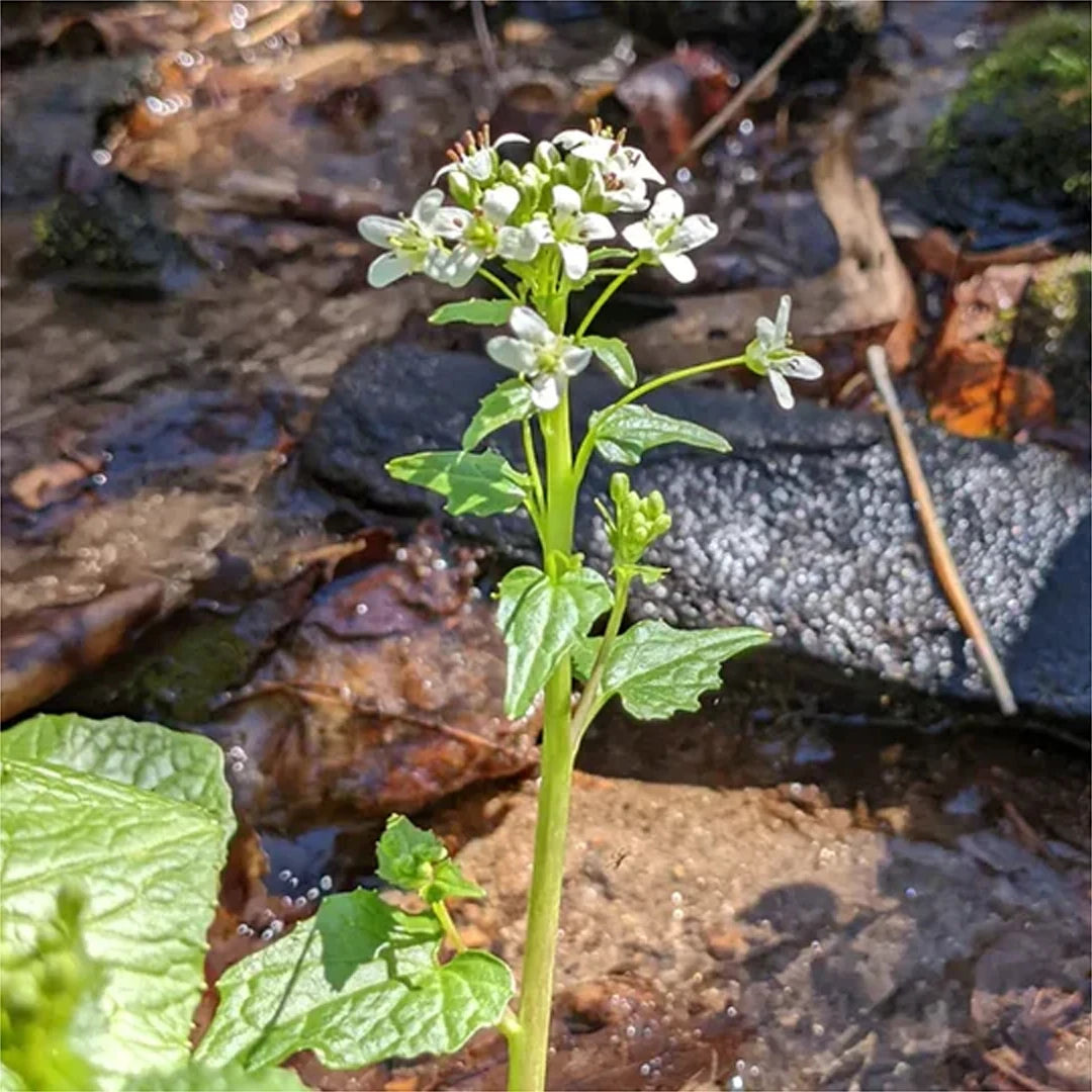 growing wasabi flowers
