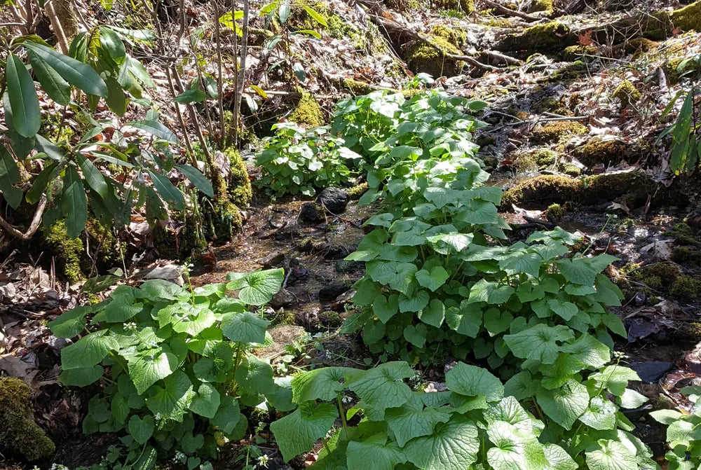 Authentic Wasabia Japonica Plants | Real Wasabi | Daruma