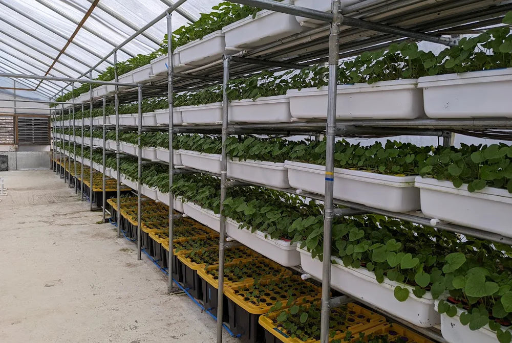 About Us Leading Wasabi Purveyor Real Wasabi Real Wasabi, USA