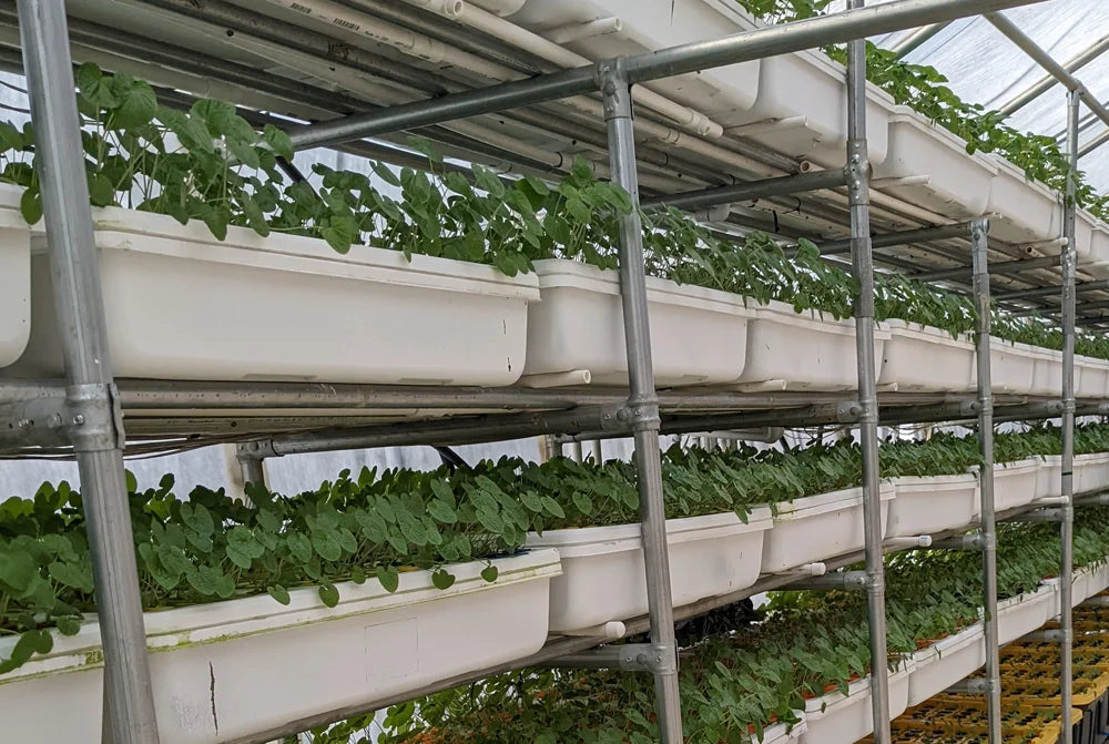 Authentic Wasabi Japanese Wasabi US Real Wasabi Real Wasabi, USA