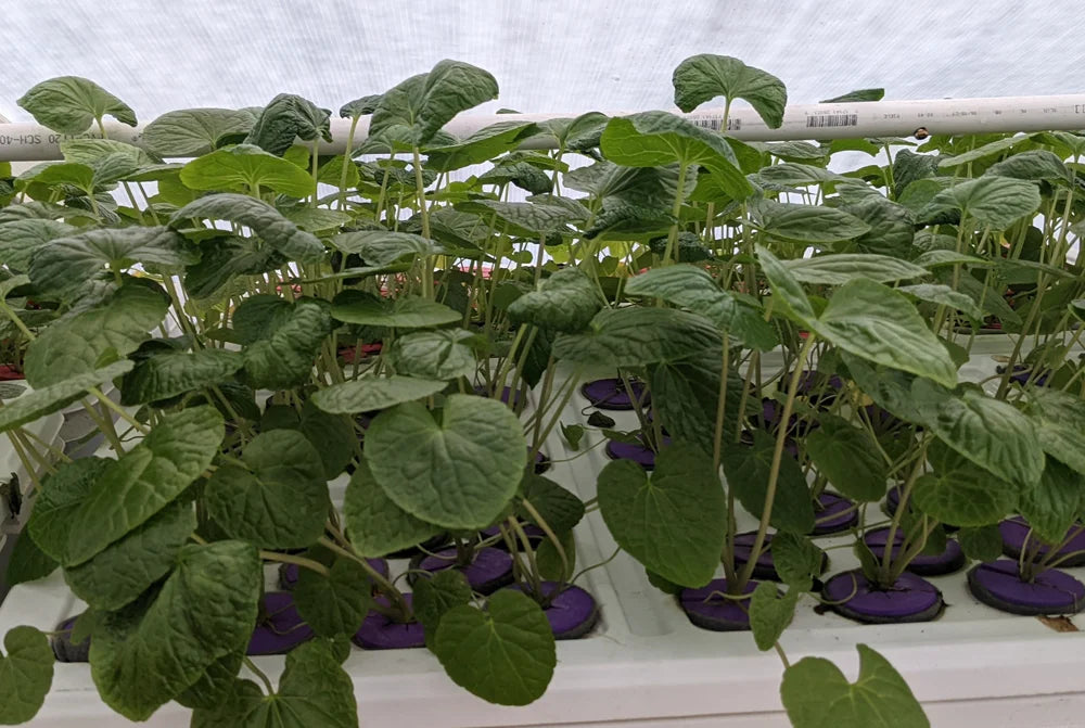 Authentic Wasabia Japonica Plants | Real Wasabi | Daruma