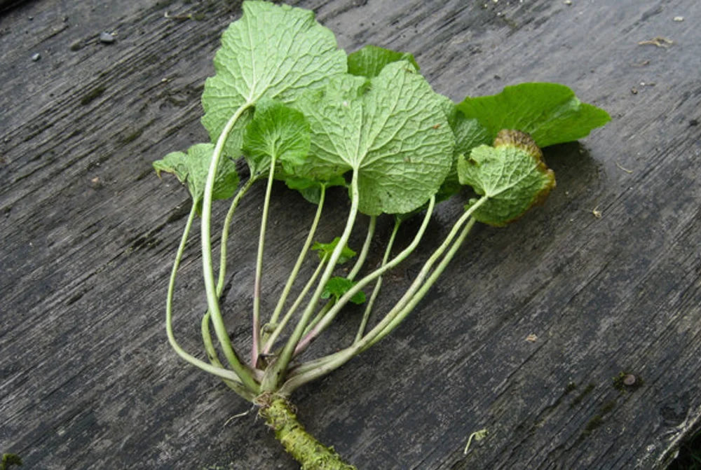 Experience Genuine Fresh Wasabi Real Wasabi