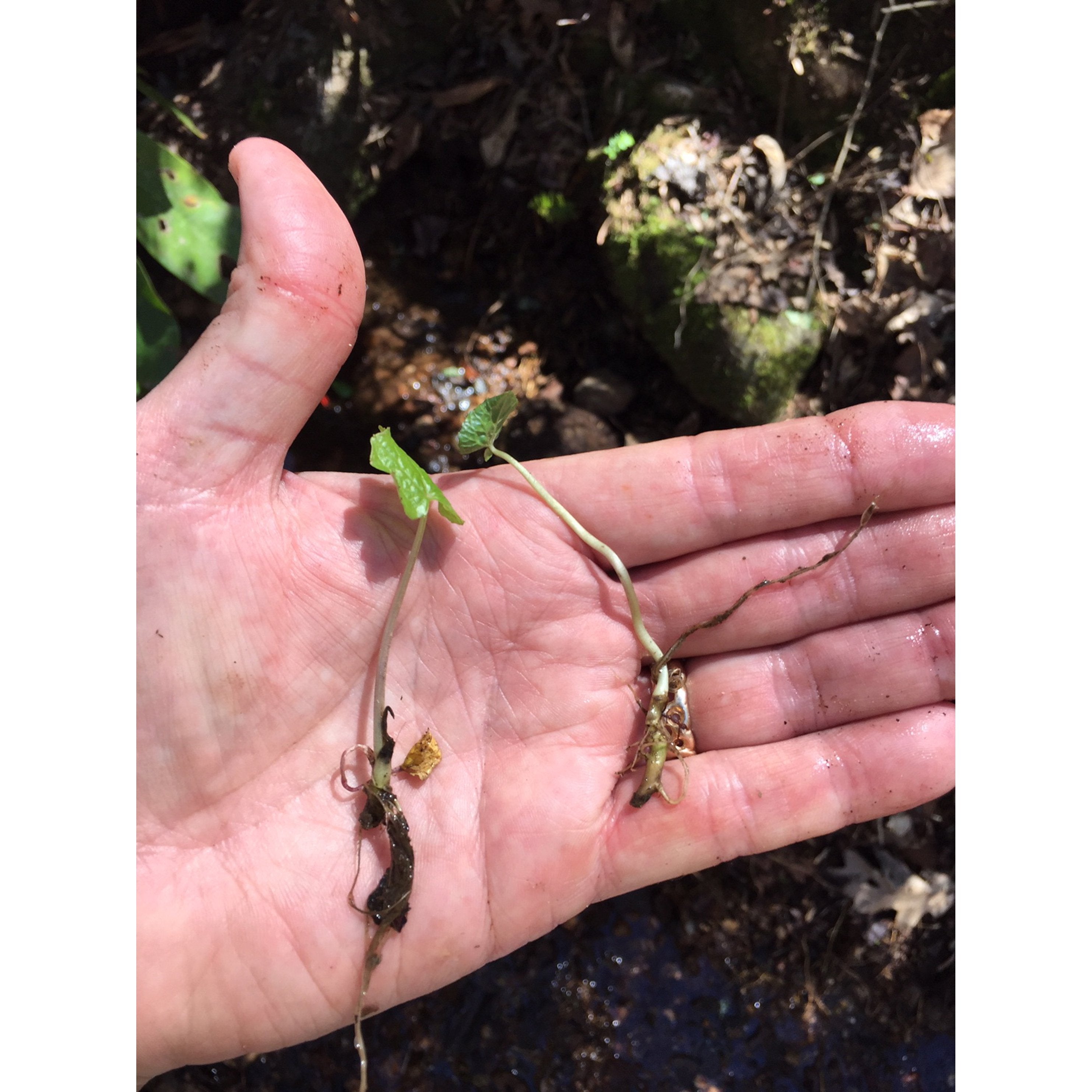 Authentic Wasabia Japonica Plants | Real Wasabi | Daruma – Real Wasabi, USA