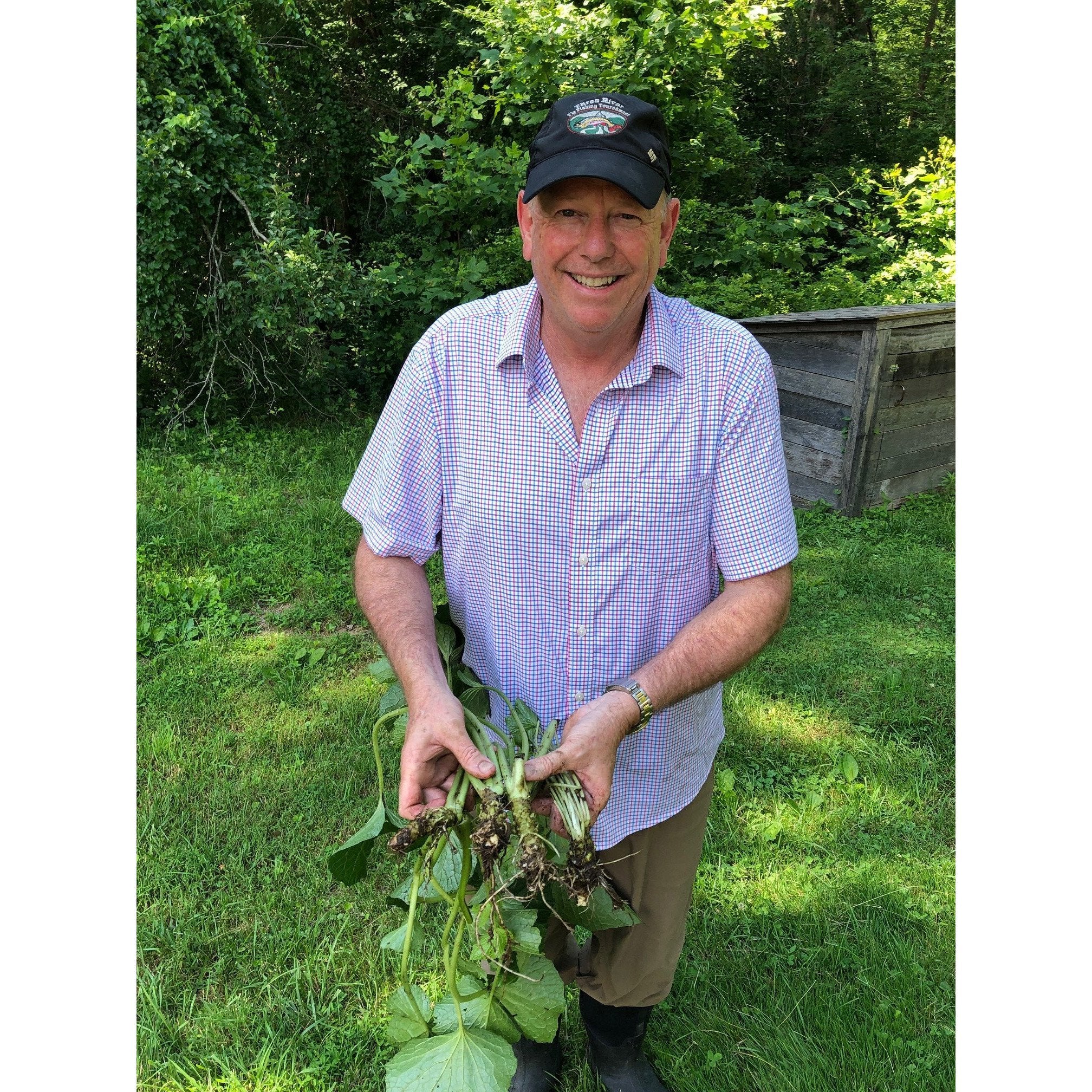 Real Authentic Wasabia Japonica Plants Real Wasabi Real Wasabi, USA