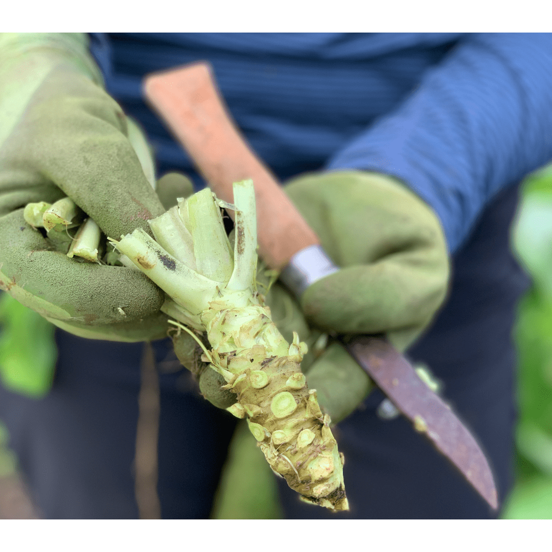 Shop Your Wabi Sabi Gifts & Kits Real Wasabi Real Wasabi, USA