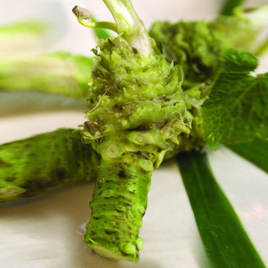 Fresh Wasabi Leaves Real Wasabi Real Wasabi, USA