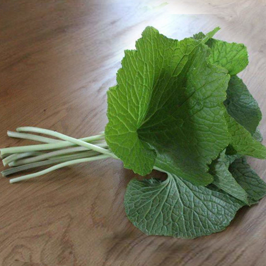 Fresh Wasabi for Sale Real Wasabi Real Wasabi, USA